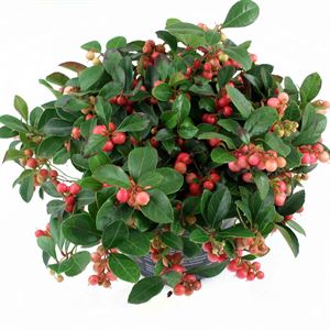 Bild von Gaultheria P12 "Winter pearls" (rode bessen)